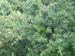 Naultinus elegans