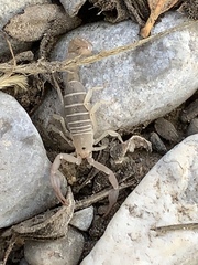 Pseudouroctonus peccatum