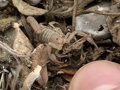 Pseudouroctonus peccatum