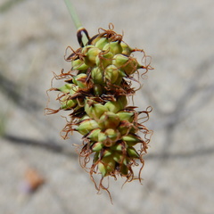 Carex sabulosa