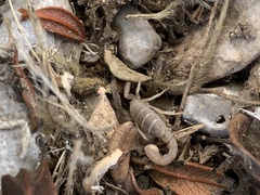 Pseudouroctonus peccatum