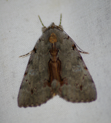 Catocala grynea
