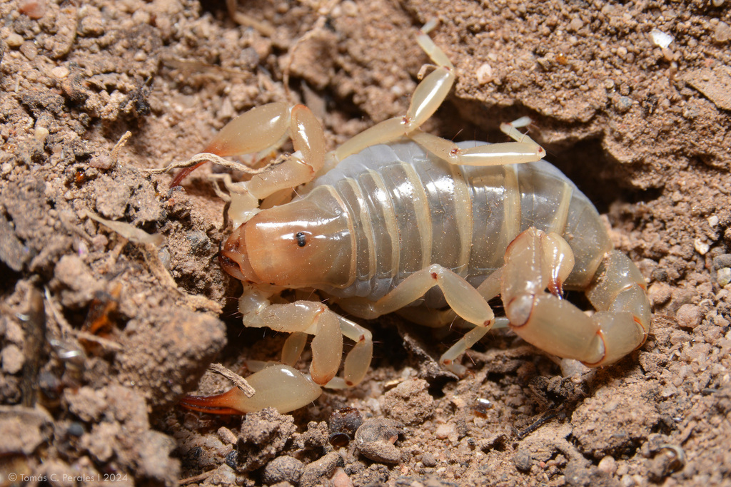 Timogenes elegans
