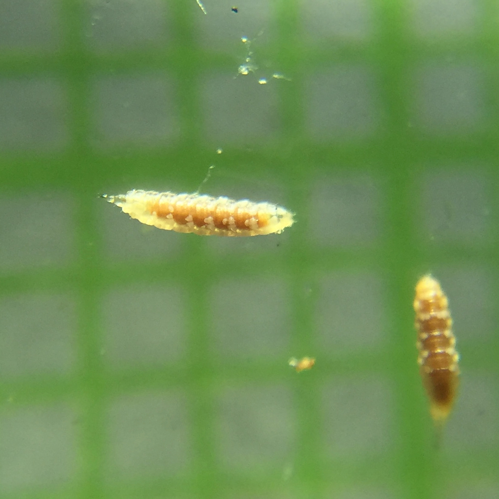 skeletonweed gall mite