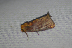 Achatodes zeae