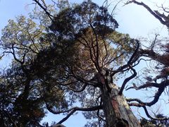 Libocedrus bidwillii