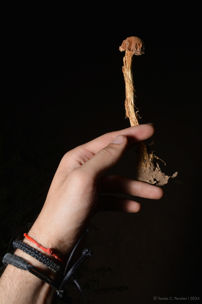 Battarrea phalloides · August 2024 · photo: © tomascarper (iNaturalist, cc-by)