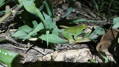 Sphaenorhynchus lacteus