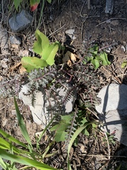 Pedicularis semibarbata charlestonensis