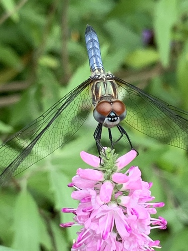 Blue Dasher photographed in New York