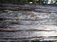 Libocedrus bidwillii