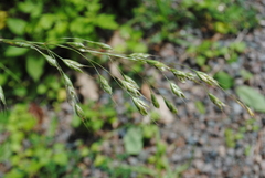 Bromus japonicus