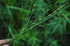 Juncus anthelatus