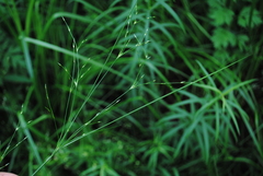 Juncus anthelatus