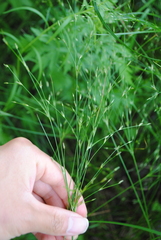 Juncus anthelatus