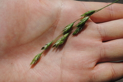 Bromus japonicus