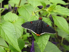 Phocides polybius phanias