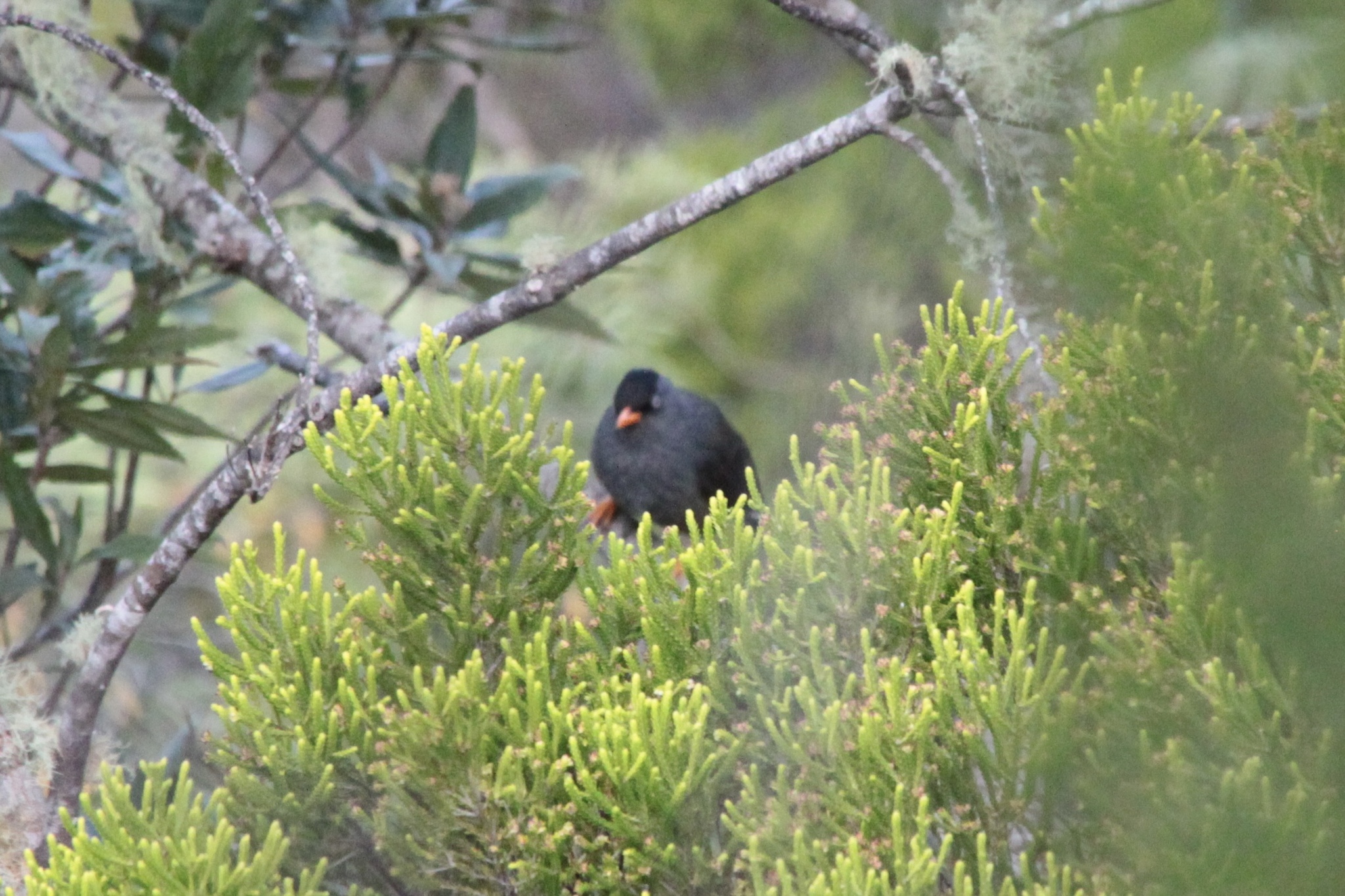 Reunion Bulbul (Hypsipetes borbonicus), photo 9