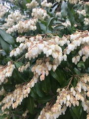Pieris