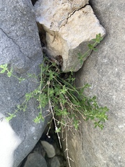 Galium hypotrichium