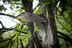 Nycticorax nycticorax