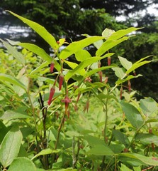 Vaccinium erythrocarpum