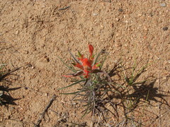 Castilleja linariifolia