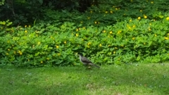 Pycnonotus aurigaster