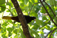 Psarocolius decumanus