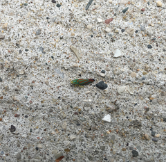 Graphocephala fennahi