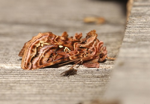 Wavy Chestnut Υ Moth photo 2