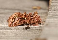 Autographa mappa