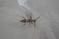Compsibidion vanum