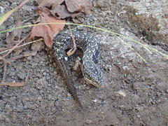 Elgaria multicarinata webbii