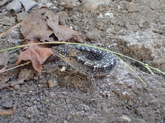 Elgaria multicarinata webbii