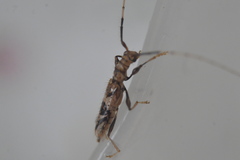 Compsibidion vanum