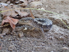 Elgaria multicarinata webbii