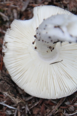 Amanita marmorata