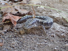 Elgaria multicarinata webbii