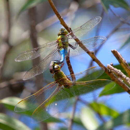 iNaturalist observation photo of Common Green Darner
