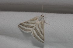 Euaspilates spinataria