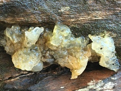 Naematelia encephala