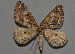 Eufidonia convergaria