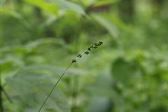 Carex sparganioides