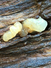 Naematelia encephala