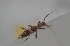 Compsibidion vanum