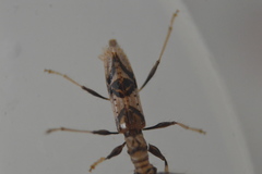 Compsibidion vanum