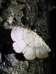 Spiloloma lunilinea