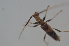 Compsibidion vanum