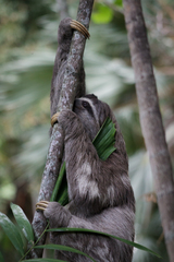 Bradypus variegatus
